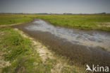 Weijenbus en Vroonmeer