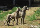 Weimaraner (Canis domesticus)
