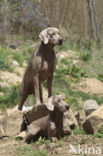 Weimaraner (Canis domesticus)