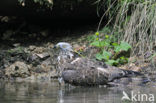 Wespendief (Pernis apivorus)