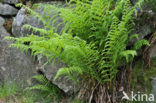 Wijfjesvaren (Athyrium filix-femina)