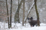 Wild Boar (Sus scrofa)