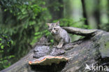 Wilde kat (Felis silvestris) 