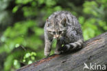 Wilde kat (Felis silvestris) 