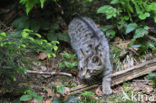 Wilde kat (Felis silvestris) 