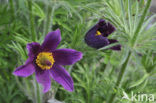 Pasqueflower (Pulsatilla vulgaris)