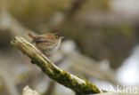 Winterkoning (Troglodytes troglodytes)