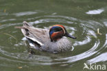 Green-winged Teal (Anas crecca)