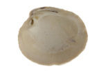 Wrattige venusschelp (Venus verrucosa)