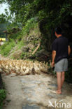 Yangshuo