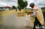 Yunnan
