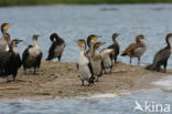 Aalscholver (Phalacrocorax carbo)