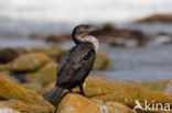 Afrikaanse aalscholver (Phalacrocorax carbo lucidus)