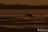 Afrikaanse gaper (Anastomus lamelligerus)