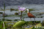 Afrikaanse Jacana