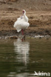 Afrikaanse Lepelaar (Platalea alba)