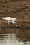 African Spoonbill (Platalea alba)