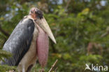 Afrikaanse Maraboe (Leptoptilos crumeniferus)