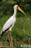 Yellow-billed stork (Mycteria ibis)