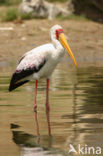 Yellow-billed stork (Mycteria ibis)
