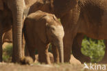 Afrikaanse olifant (Loxodonta africana) 