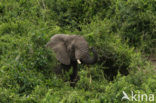 Afrikaanse olifant (Loxodonta africana) 