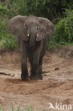 African elephant (Loxodonta africana) 