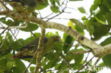 Afrikaanse papegaaiduif (Treron calva)