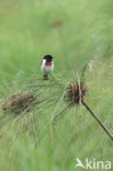 African Stonechat (Saxicola torquatus)