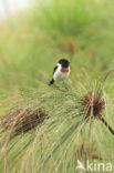 African Stonechat (Saxicola torquatus)