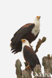 African fish eagle (Haliaeetus vocifer)