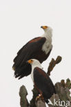 African fish eagle (Haliaeetus vocifer)