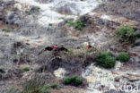 Magnificent frigatebird (Fregata magnificens)