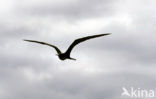 Magnificent frigatebird (Fregata magnificens)