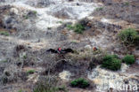 Magnificent frigatebird (Fregata magnificens)