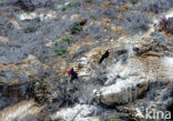 Magnificent frigatebird (Fregata magnificens)