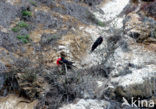 Magnificent frigatebird (Fregata magnificens)