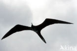 Magnificent frigatebird (Fregata magnificens)