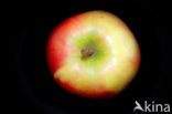 Apple (Malus domesticus)