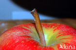 Apple (Malus domesticus)