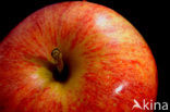 Apple (Malus domesticus)