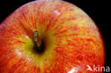 Apple (Malus domesticus)