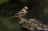 Appelvink (Coccothraustes coccothraustes)