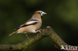 Appelvink (Coccothraustes coccothraustes)