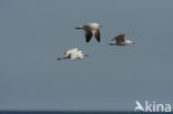 Audouin’s Gull (Larus audouinii) 