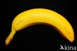Banana (Musa spec)