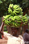 Banana (Musa spec)