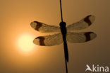 Bandheidelibel (Sympetrum pedemontanum) 