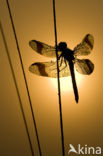 band-winged dragonfly (Sympetrum pedemontanum)