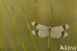 Bandheidelibel (Sympetrum pedemontanum) 